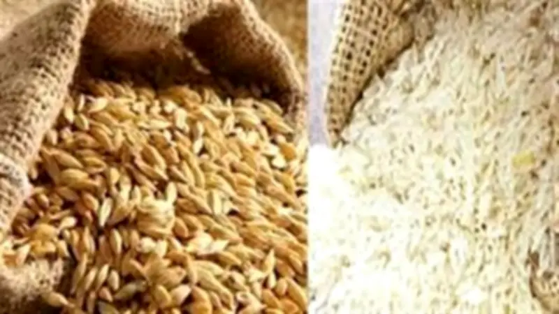 سعر الأرز الشعير اليوم بالأسواق.. استقرار بفضل وفرة المعروض