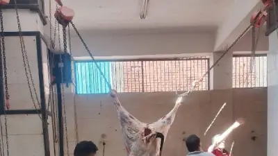 10 آلاف أضحية في أول أيام العيد بالمجازر الحكومية مجانًا