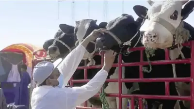 10.5 مليار جنيه طفرة في الإنتاج الحيواني وإصدار 940 ترخيصا للمربين