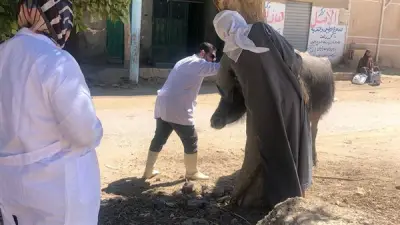 تحصين 111 ألف رأس ماشية بالفيوم خلال شهر أبريل الماضي