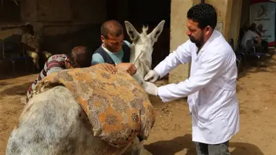 جامعة الفيوم تنظم قافلة بيطرية مجانية لتحصين 1429 رأس ماشية بقرية بيهمو