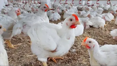 أسعار الدواجن اليوم الأحد 17 مايو 2026 قبل عيد الأضحى