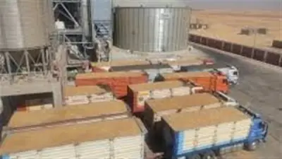 الوادي الجديد: توريد 183 ألف طن قمح واستقرار أسعار الخضار والفاكهة