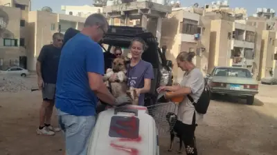 ضبط 19 كلبًا ضالًا بالغردقة لتعقيمها ضمن خطة القضاء على السعار