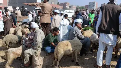 منافذ وزارة الزراعة لحجز وشراء أضاحي العيد 2026 في القاهرة والمحافظات