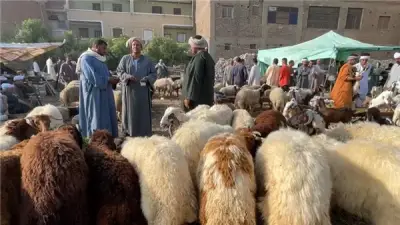 ارتفاع أسعار الأضاحي اليوم الأحد مع اقتراب عيد الأضحى 2026