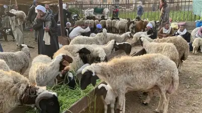 أسعار الأضاحي بالقليوبية: 205 جنيه للعجول و260 للخراف البرقي مع ضمانات جديدة