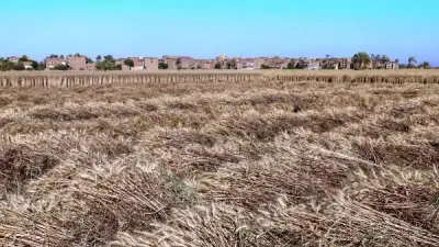 سوهاج ترفع شعار لا فاقد في القمح واستبعاد 2121 طنا غير مطابق