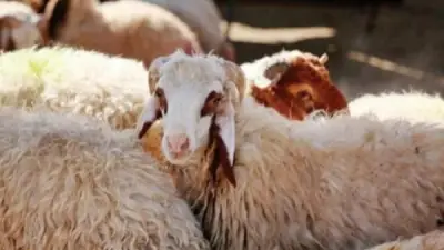 شعبة القصابين: أسعار اللحوم مستقرة والضأن القايم بين 230 و250 جنيها