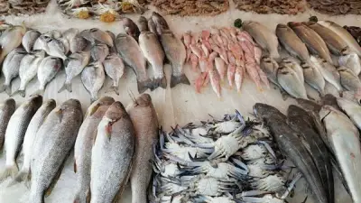 أسعار السمك اليوم الأحد 24 مايو 2026: البلطي والمكرونة تنخفض 20 جنيها