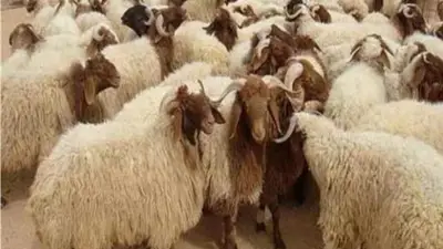 3 طرق للتخلص الآمن من مخلفات الذبح في عيد الأضحى تجنباً للغرامة