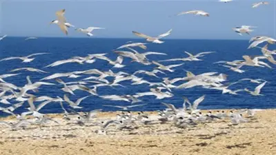 مصر جسر جوي لملايين الطيور المهاجرة بين 3 قارات و34 موقعاً متميزاً
