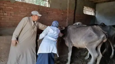 المنوفية: تحصين 313 ألف رأس ماشية ضد الحمى القلاعية والوادي المتصدع
