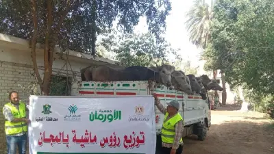 جمعية الأورمان تنجح في تسليم 35 رأس ماشية للأسر الأولى بالرعاية