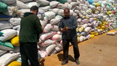 صوامع الشرقية تستقبل 375 ألف طن قمح محلي وتواصل الحصاد