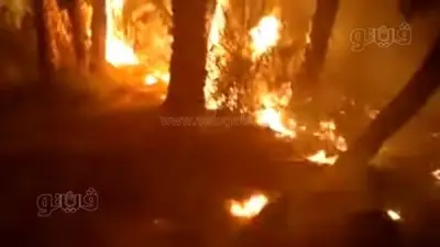 4 سيارات إطفاء تحارب حريق مزرعة نخيل في الوادي الجديد