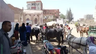قافلة بيطرية مجانية لعلاج 413 رأس ماشية في بني عباد بالشرقية