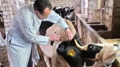 الخدمات البيطرية تحصّن 4.4 مليون رأس ماشية في حملة قومية ضد الحمى القلاعية
