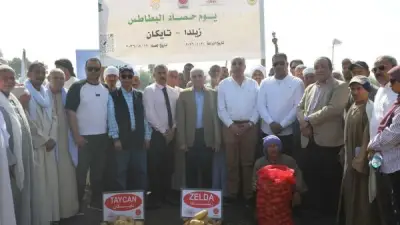 المنيا تحصد 44 ألف فدان بطاطس وتصدر لأكثر من 90 دولة