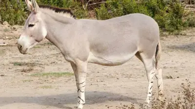 نقيب الفلاحين: سعر جلد الحمير يصل لـ45 ألف جنيه والأعداد انخفضت لمليون