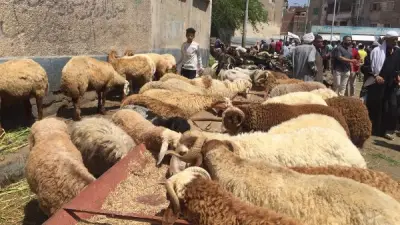 الزراعة تفتح 467 مجزرًا بالمجان استعدادًا لعيد الأضحى