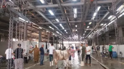 497 مجزرًا حكوميًا لذبح الأضاحي مجانًا في جميع المحافظات