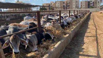 5.8 مليون جرعة تحصينية في حملة قومية ضد الحمى القلاعية والوادي المتصدع
