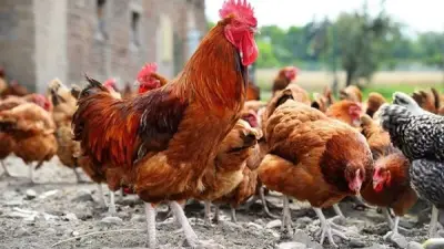 انخفاض أسعار الفراخ 6 جنيهات اليوم الإثنين 18 مايو 2026