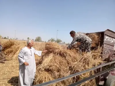 الزراعة: قفزة في توريد القمح المحلي والوصول إلى 64% من المستهدف