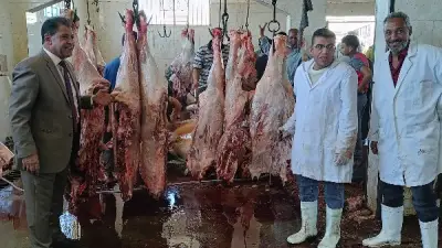 نحر 66 عجلًا بالأقصر وتوزيع لحوم على 13200 أسرة في ثاني أيام العيد