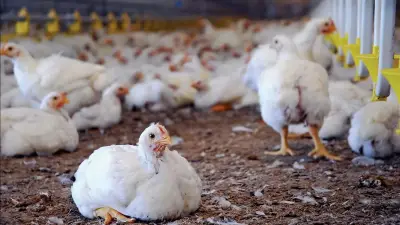 انخفاض جديد في أسعار الدواجن البيضاء اليوم 75 جنيها للكيلو