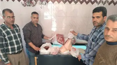 ذبح 7788 رأس ماشية بالمجازر الحكومية في البحيرة ضمن حملات تفتيشية مكثفة