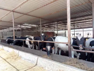 المشروع القومي للبتلو يهدف لزيادة إنتاج اللحوم 8 أضعاف