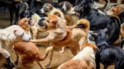 الحريشي: 8 آلاف حالة عقر ووفيات بفعل الكلاب الضالة تهدد الصحة العامة