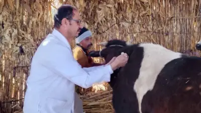 تحصين 89 ألف رأس ماشية ضد الحمى القلاعية والوادي المتصدع في المنيا