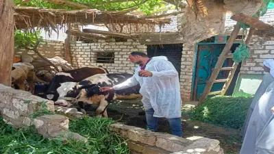 تحصين 89 ألف رأس ماشية ضد الحمى القلاعية والوادي المتصدع بالمنيا