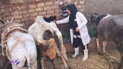 تحصين 94 ألف رأس ماشية ضد الحمى القلاعية والوادي المتصدع بالغربية