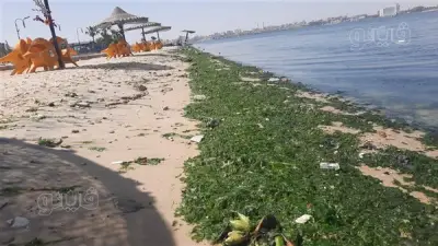 شواطئ الإسماعيلية تتحول للأخضر بسبب ورد النيل وجهود مكثفة للسيطرة