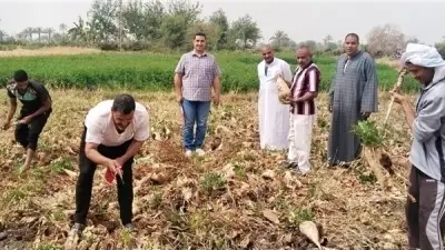 الفيوم تنظم يوم حصاد لبنجر السكر في سنرو وتوضح شروط السلف الزراعية