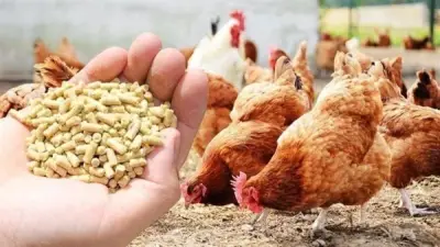 حقيقة استخدام حبوب منع الحمل كأعلاف للدواجن.. التفاصيل الكاملة