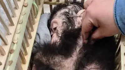 إحباط محاولة تهريب شمبانزي مخدر وزواحف نادرة بمطار القاهرة
