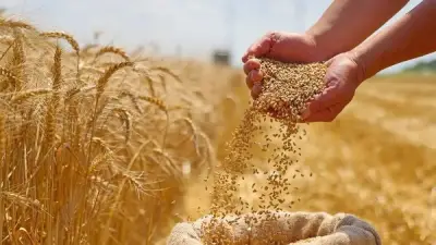 تنمية الريف المصري: ارتفاع إنتاجية وجودة القمح متحمل الملوحة