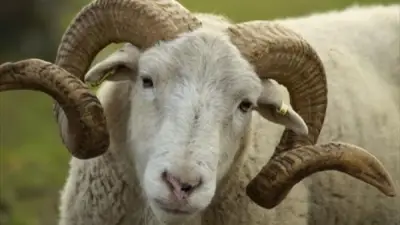 حكم الأضحية بكبش واحد عن الرجل وأهل بيته.. الإفتاء تجيب