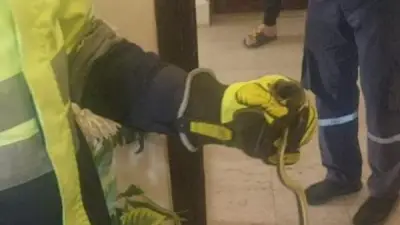 ضبط ثعبان داخل شقة في كمبوند بالقاهرة الجديدة وذعر بين السكان
