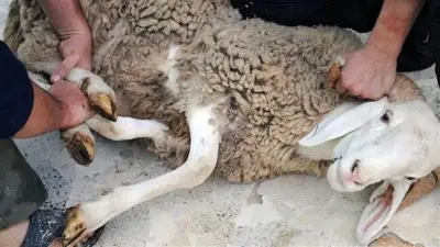 هل يجوز الجمع بين الأضحية والعقيقة في ذبيحة واحدة؟ الإفتاء تجيب