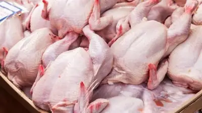 شعبة الدواجن تكشف أسباب استقرار أسعار الفراخ البيضاء