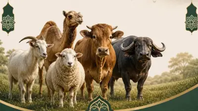 حكم إعطاء الجزار من الأضحية.. الأزهر للفتوى يوضح