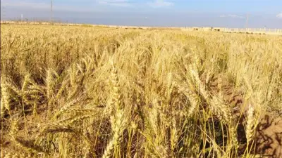 التموين توقف مواقع تخزين القمح بوقفة عرفات وأول أيام عيد الأضحى