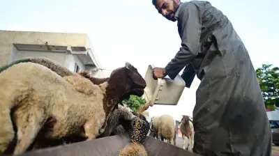 محظورات شراء الأضاحي لضمان أعلى جودة من جهاز حماية المستهلك