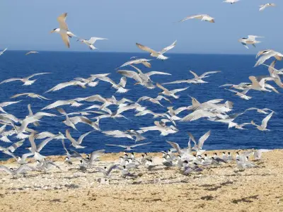العالم يحتفل باليوم العالمي للطيور المهاجرة بجهود مصرية في الرصد البيئي